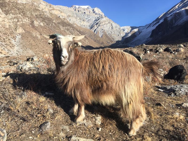 What is  Cashmere or Pashmina ?